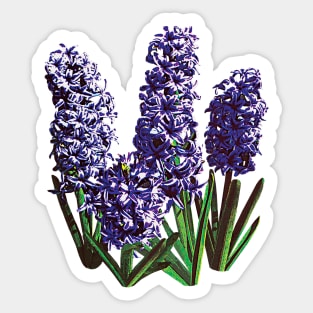 Hyacinths - Group of Purple Hyacinths Sticker